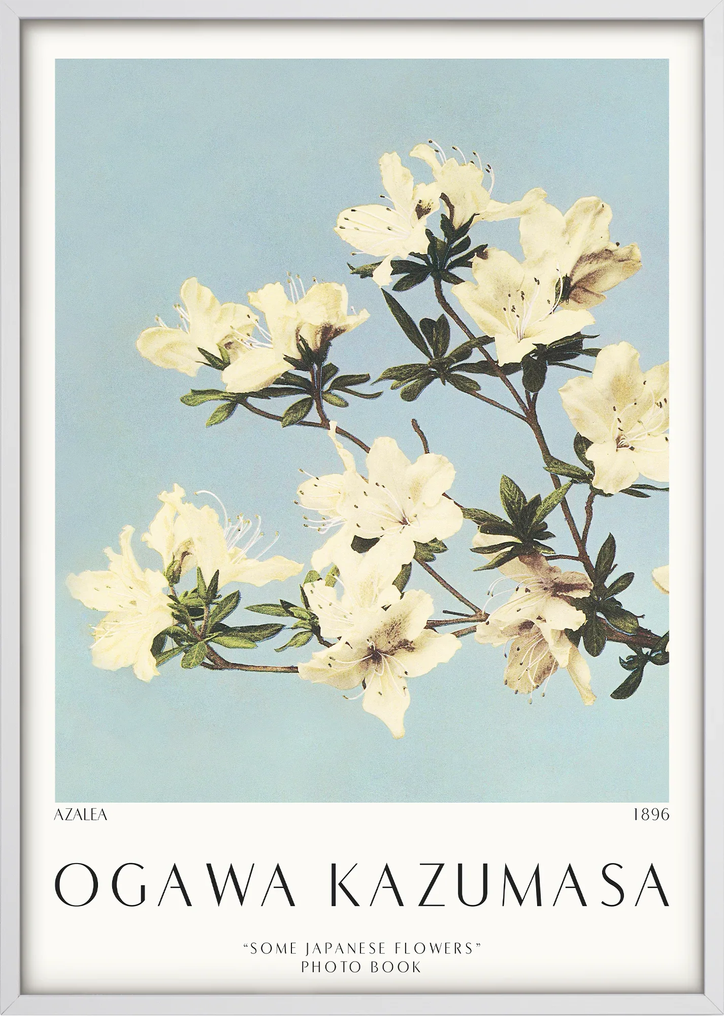 Azalea 1896 - Image 5