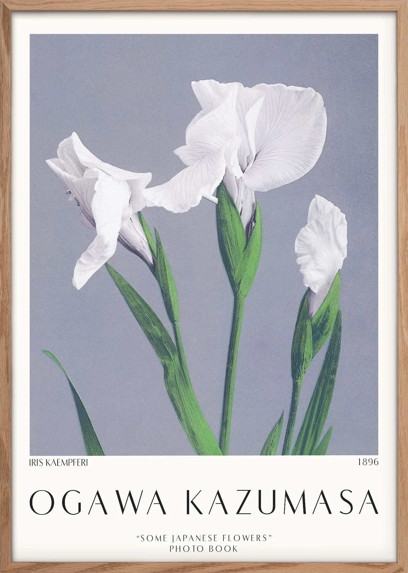 Iris Kæmpferi 1896 - Image 3