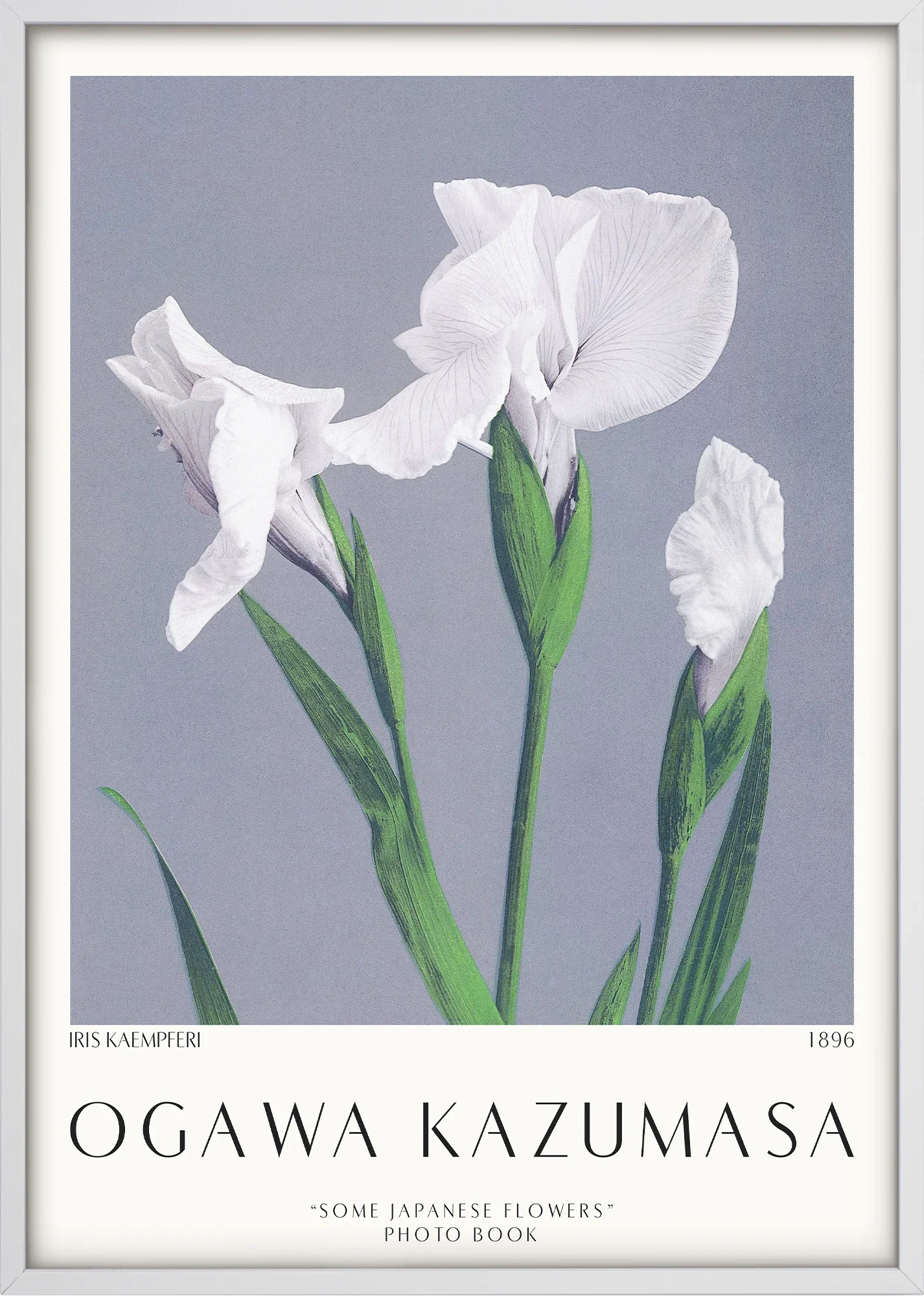Iris Kæmpferi 1896 - Image 5