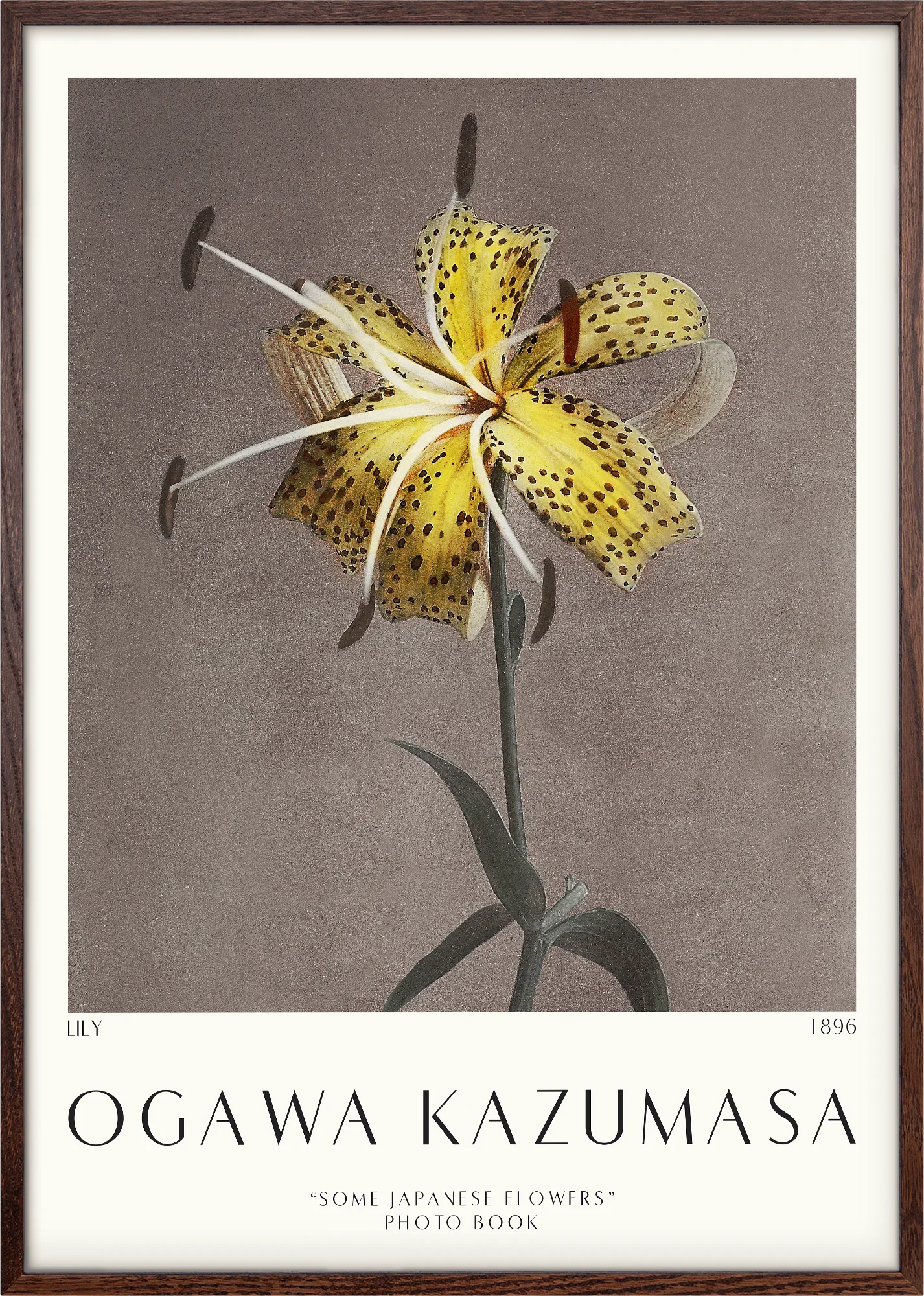 Lily 1896 - Image 4