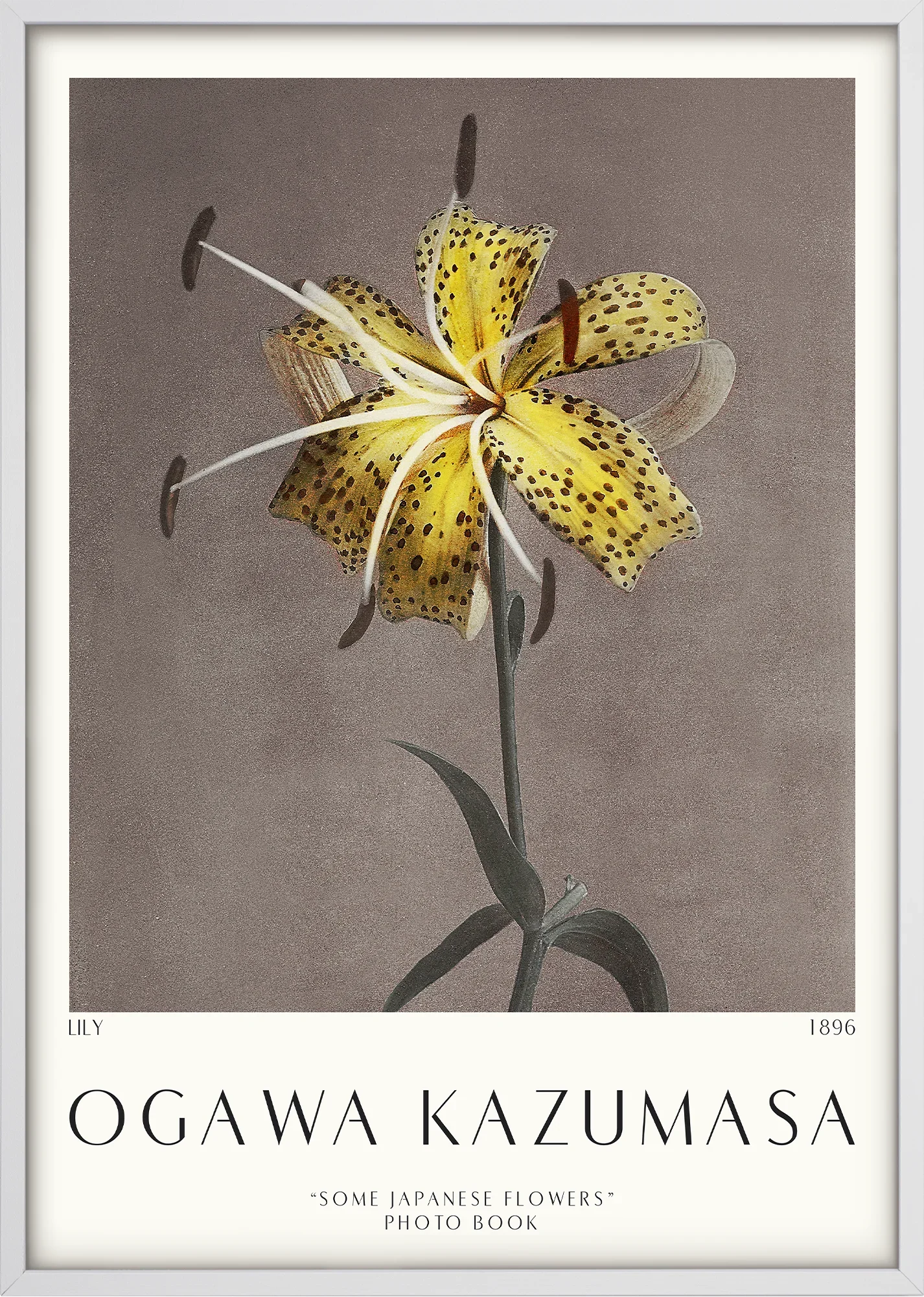 Lily 1896 - Image 5