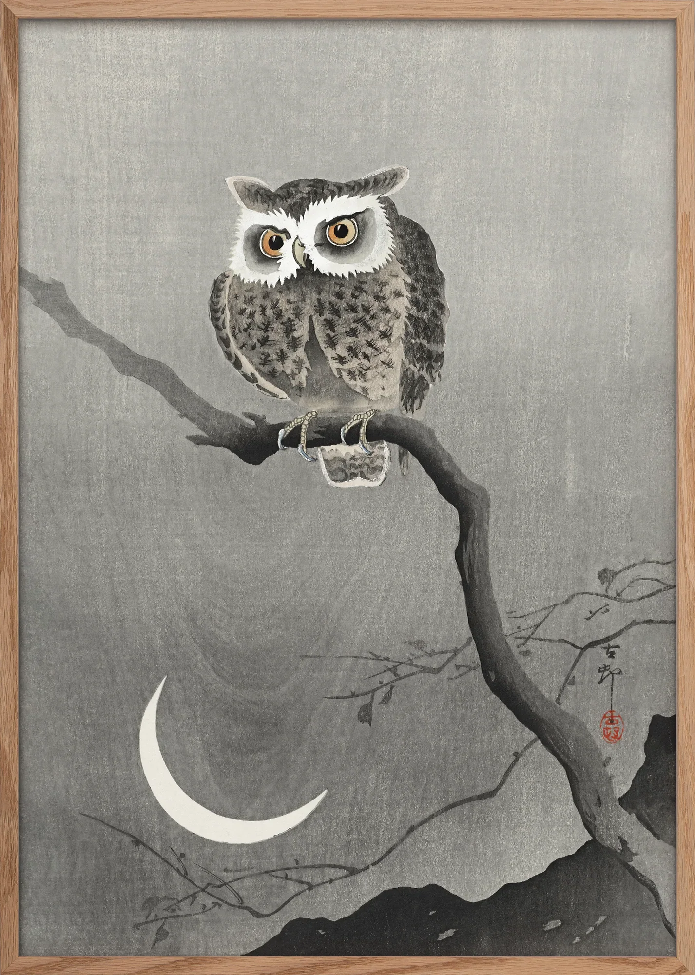 Long-eared Owl on Bare Tree Branch - Image 3