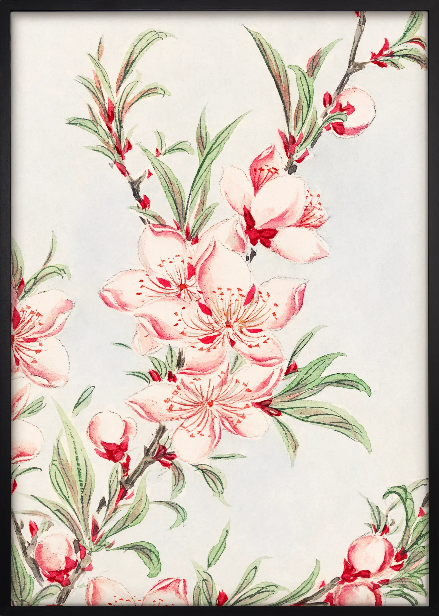 Peach Tree Branch