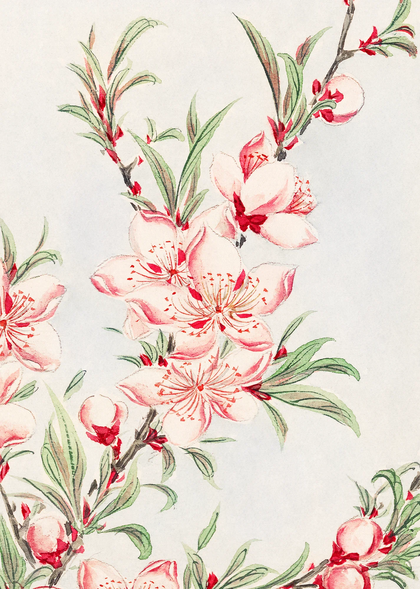 Peach Tree Branch - Image 2