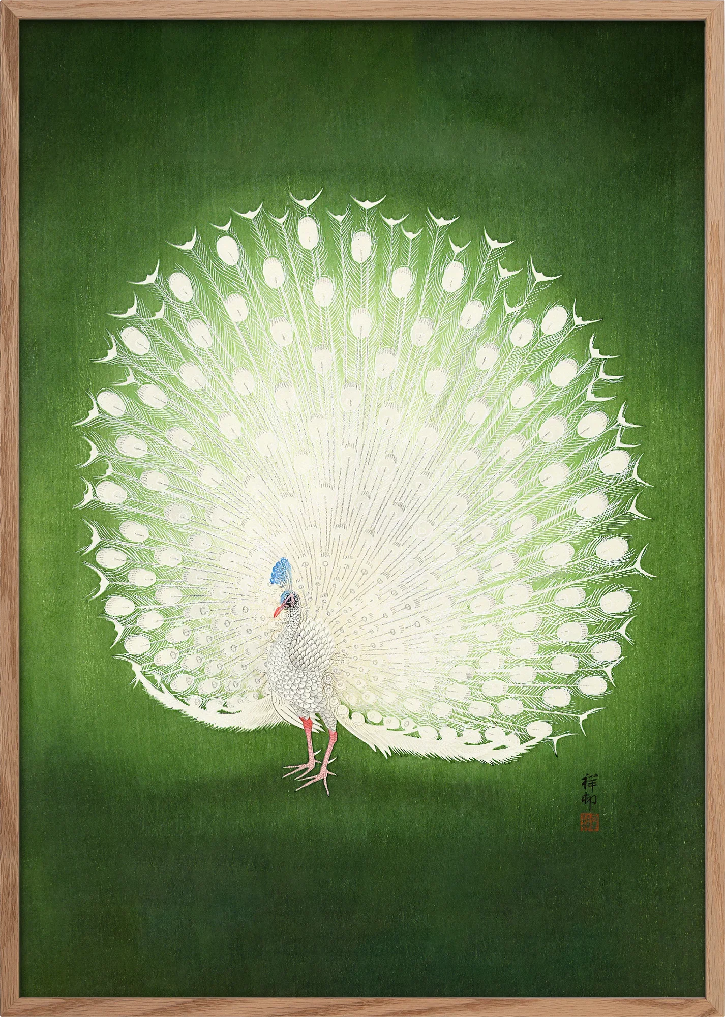 Peacock - Image 3