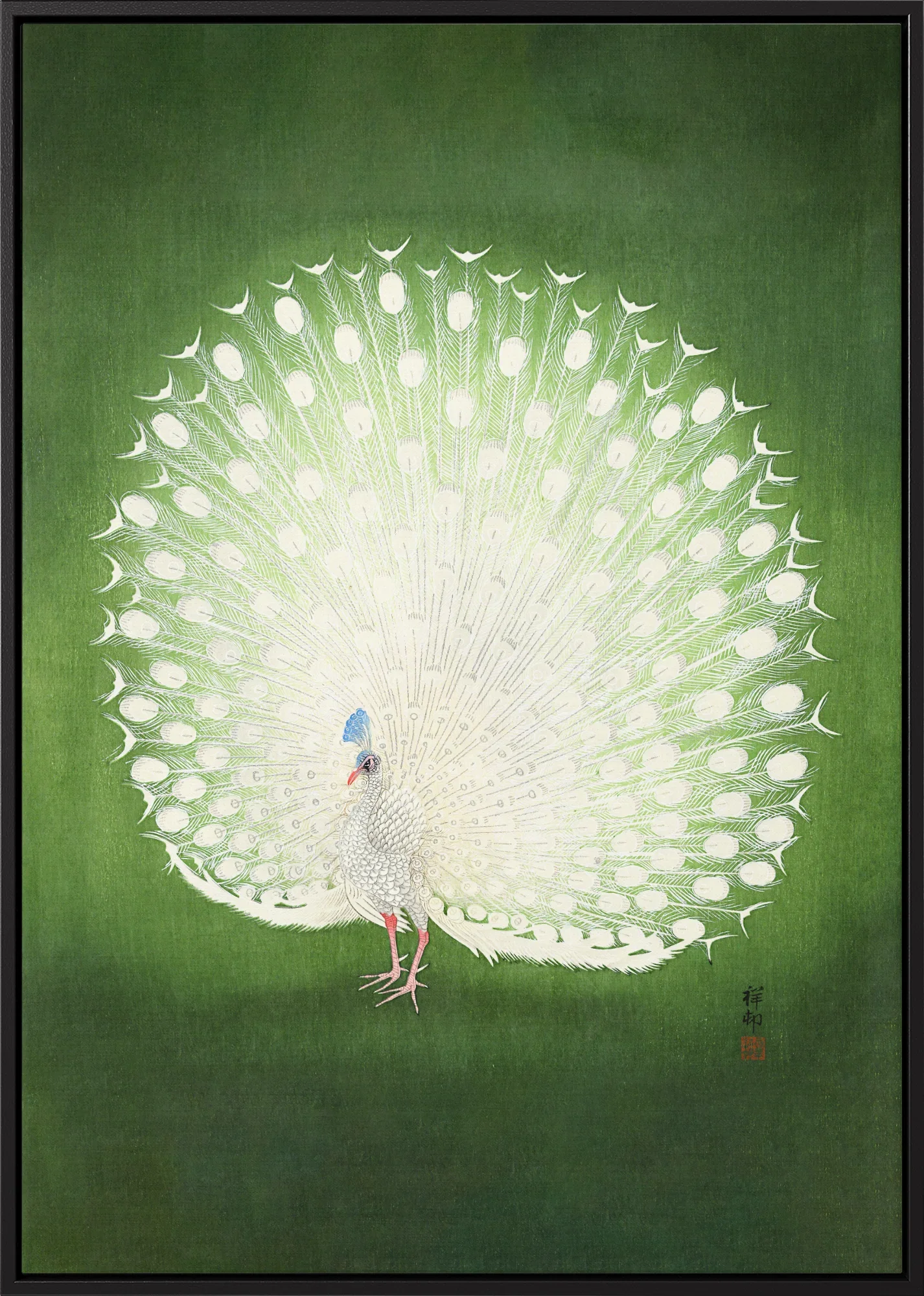 Peacock - Canvas