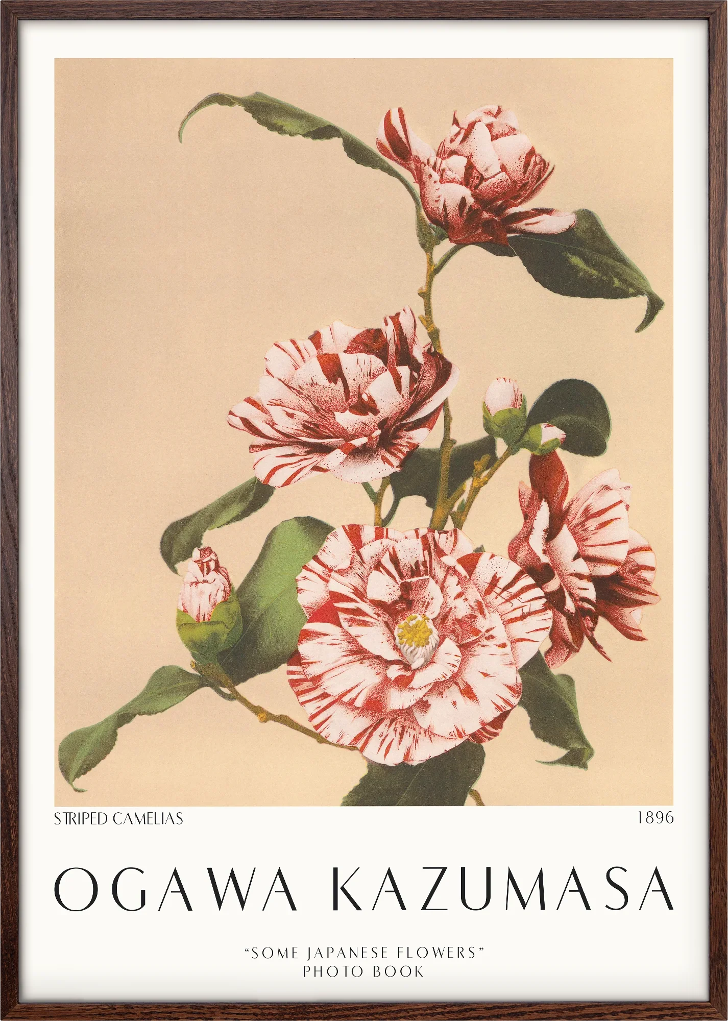 Striped Camelias 1896 - Image 3
