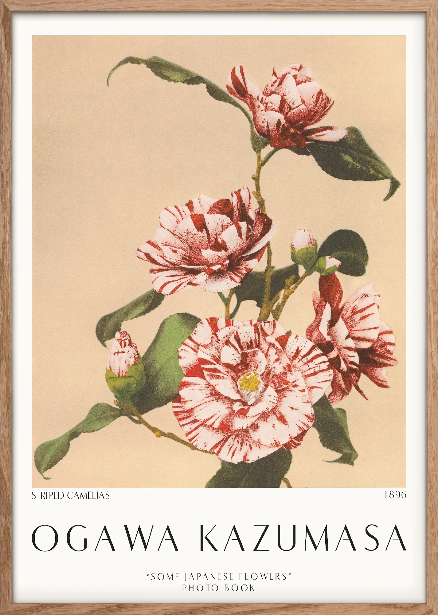 Striped Camelias 1896 - Image 4