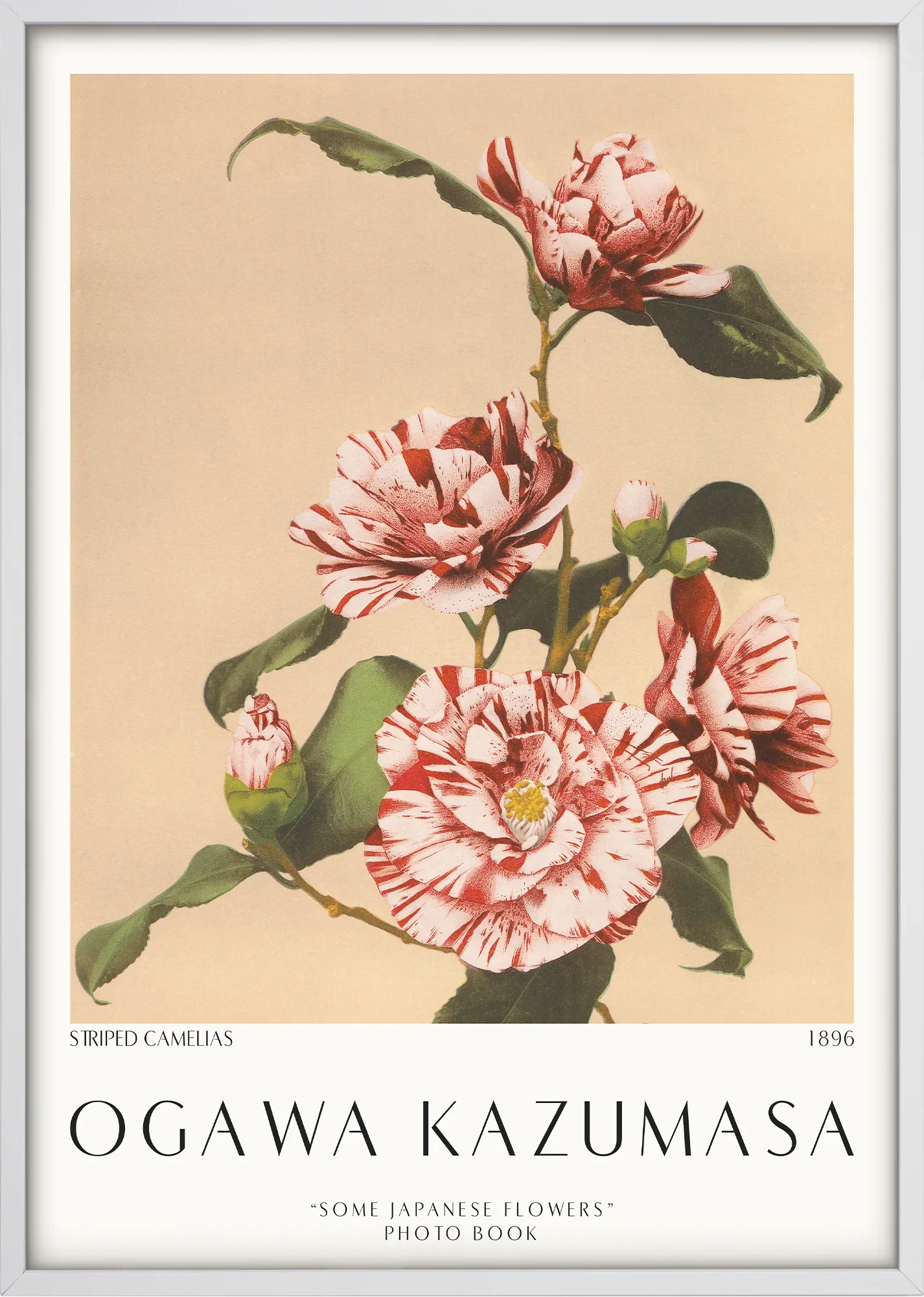 Striped Camelias 1896 - Image 5