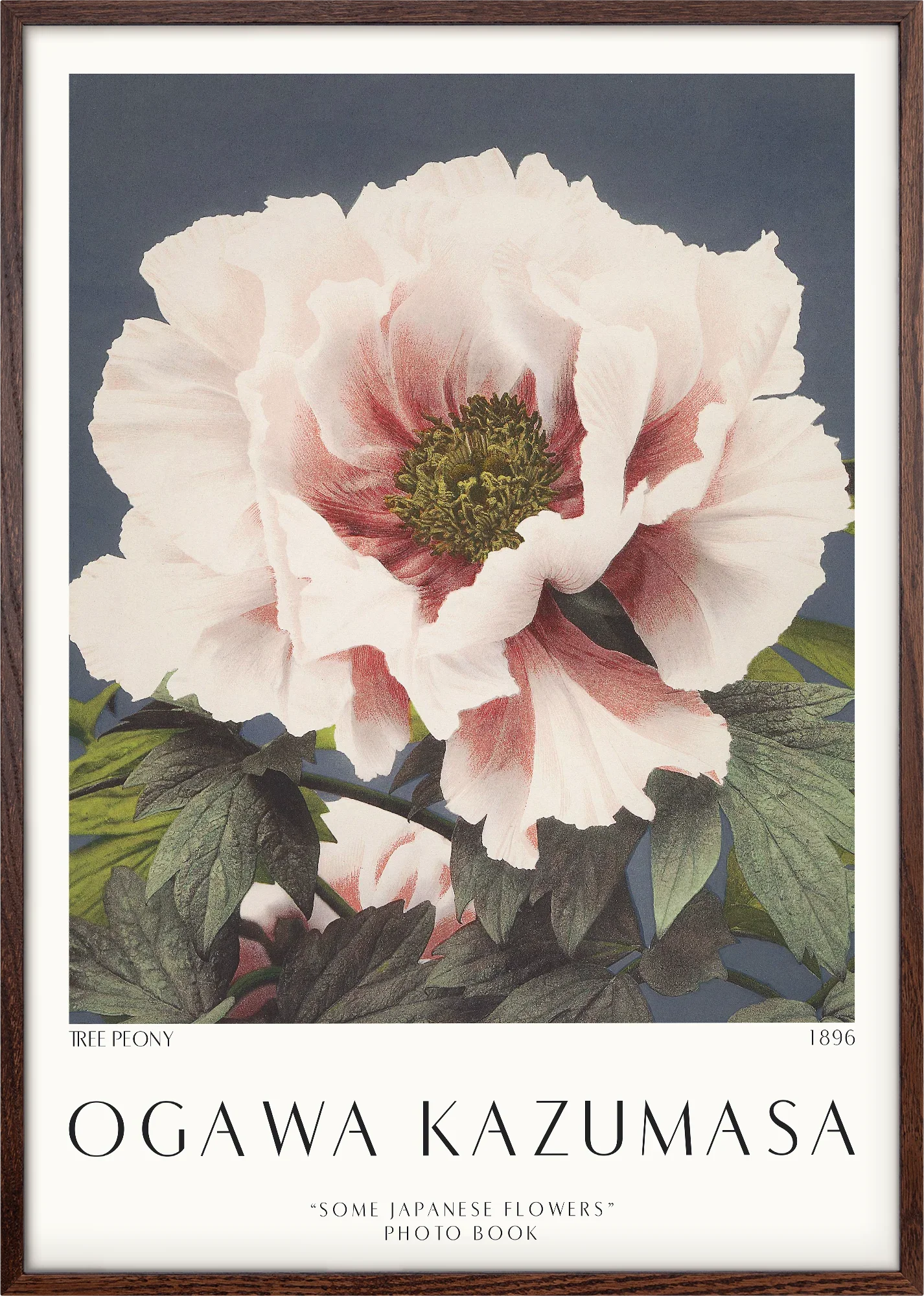 Tree Peony 1896 - Image 4